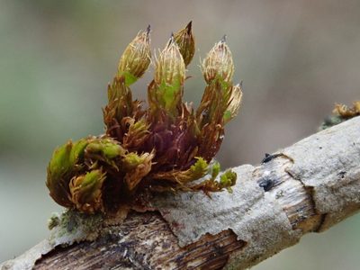 Orthotrichum patens, photographed by Christian Berg