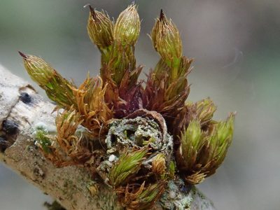 Orthotrichum patens, photographed by Christian Berg