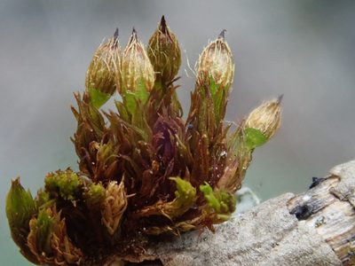Orthotrichum patens, photographed by Christian Berg