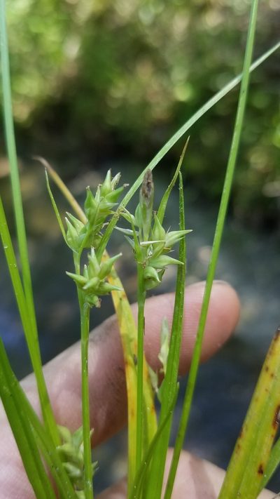 Carex styloflexa, photographed by Scott Ward