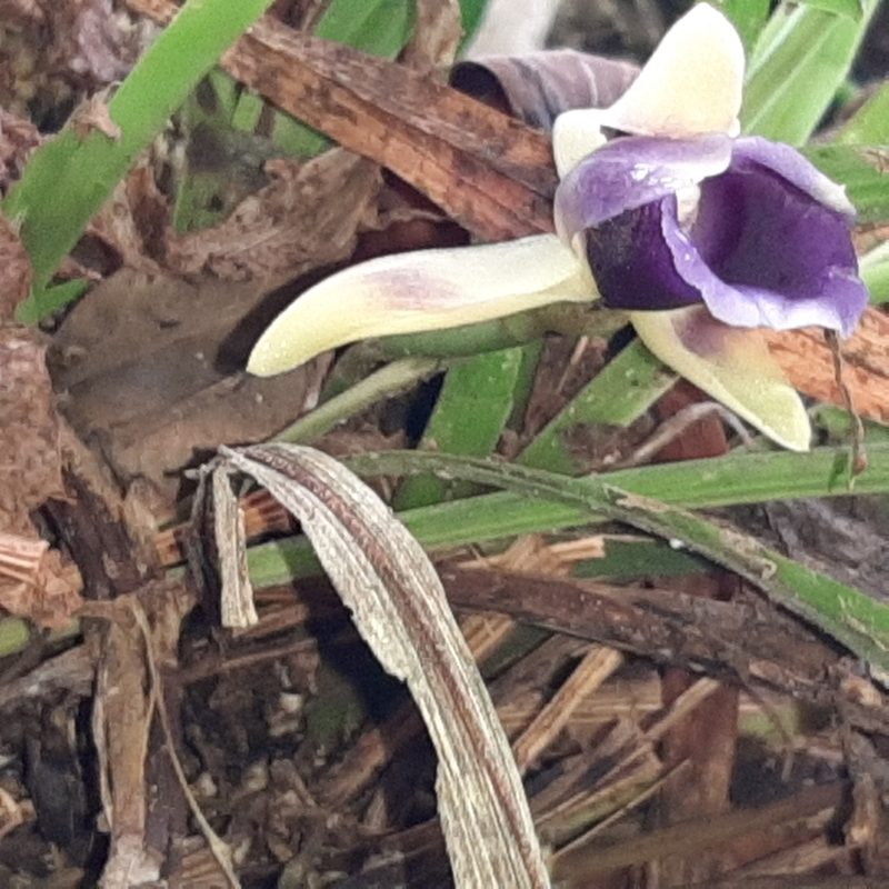 Warczewiczella discolor, photographed by Arthur de Jesús Chavarría Pérez