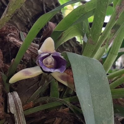 Warczewiczella discolor, photographed by Arthur de Jesús Chavarría Pérez