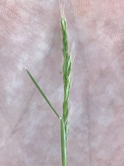 Sphenopholis interrupta, photographed by Luke Padon