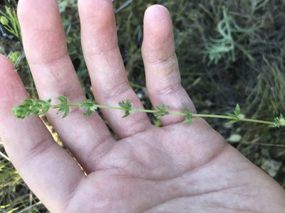 Galium virgatum, photographed by Luke Padon