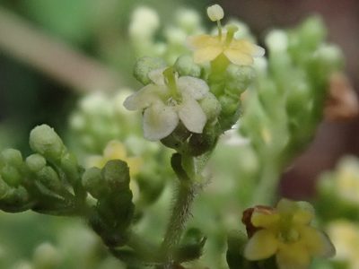 Patrinia glabrifolia, photographed by 黃美滿