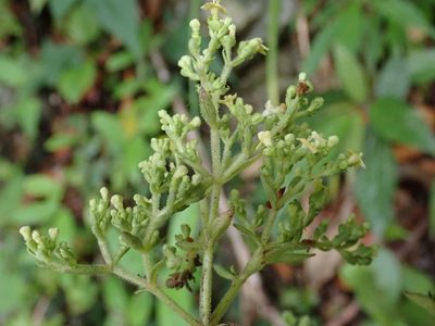Patrinia glabrifolia, photographed by 黃美滿