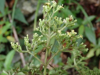 Patrinia glabrifolia, photographed by 黃美滿