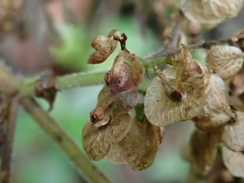 Patrinia glabrifolia, photographed by 黃美滿