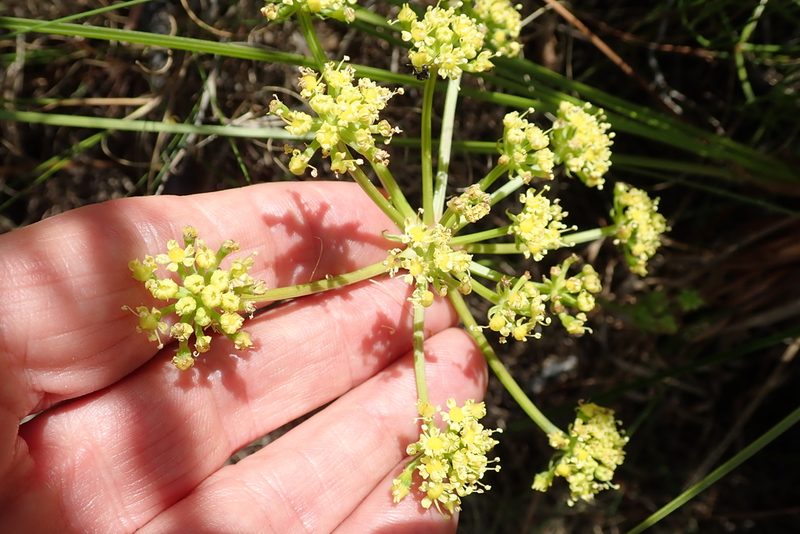 Nanobubon capillaceum, photographed by Peter Warren