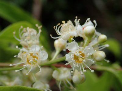 Prunus phaeosticta, photographed by 黃美滿