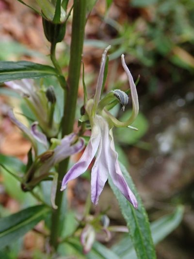 Lobelia seguinii, photographed by 黃美滿