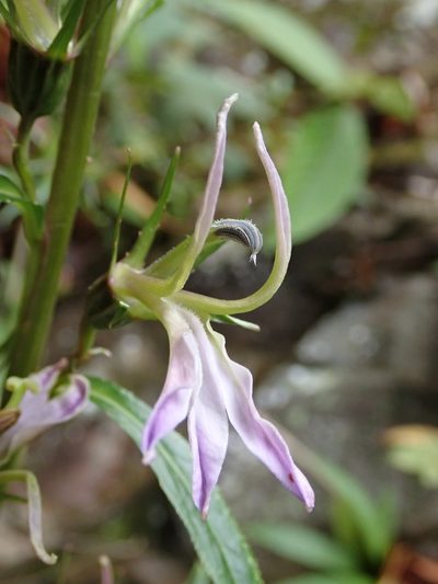 Lobelia seguinii, photographed by 黃美滿