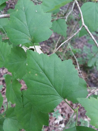 Crataegus iracunda, photographed by Will McFarland