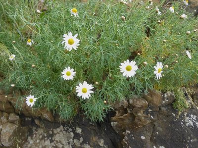 Argyranthemum foeniculaceum, photographed by Rudyard