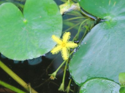 Nymphoides thunbergiana, photographed by flamelily