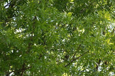 Quercus laurifolia, photographed by Shawn Taylor