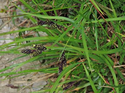 Carex atrata, photographed by Jacy Chen
