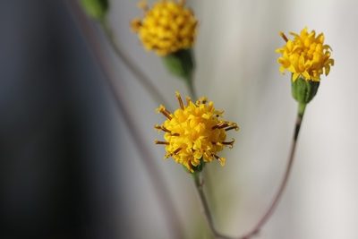Senecio othonniflorus, photographed by Karen Eichholz