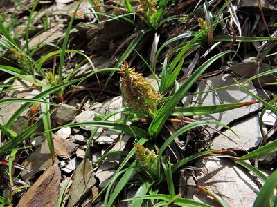 Carex satsumensis, photographed by Jacy Chen