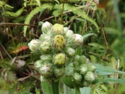 Eschenbachia japonica, photographed by 黃美滿