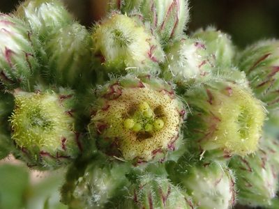 Eschenbachia japonica, photographed by 黃美滿