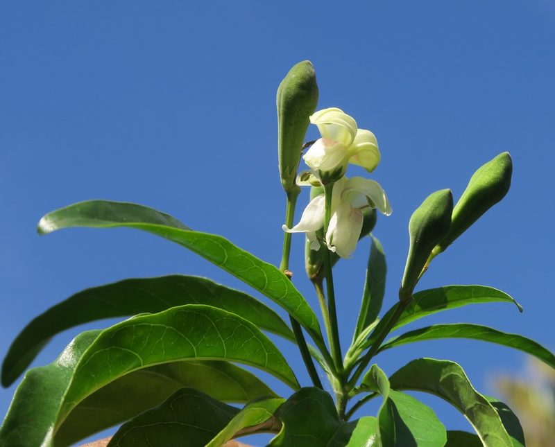 Justicia adhatodoides, photographed by flamelily
