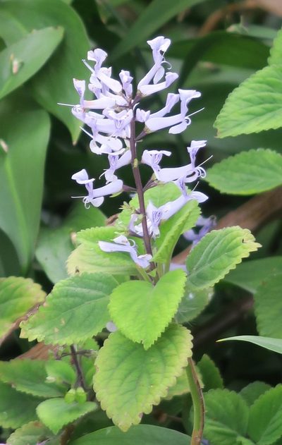 Plectranthus zuluensis, photographed by flamelily