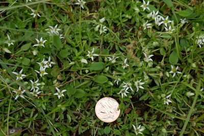 Lobelia sonderiana, photographed by Suvarna Parbhoo Mohan