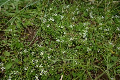 Lobelia sonderiana, photographed by Suvarna Parbhoo Mohan