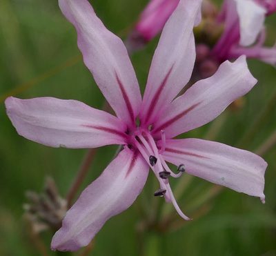 Nerine platypetala, photographed by Suvarna Parbhoo Mohan