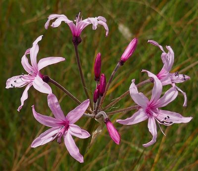 Nerine platypetala, photographed by Suvarna Parbhoo Mohan