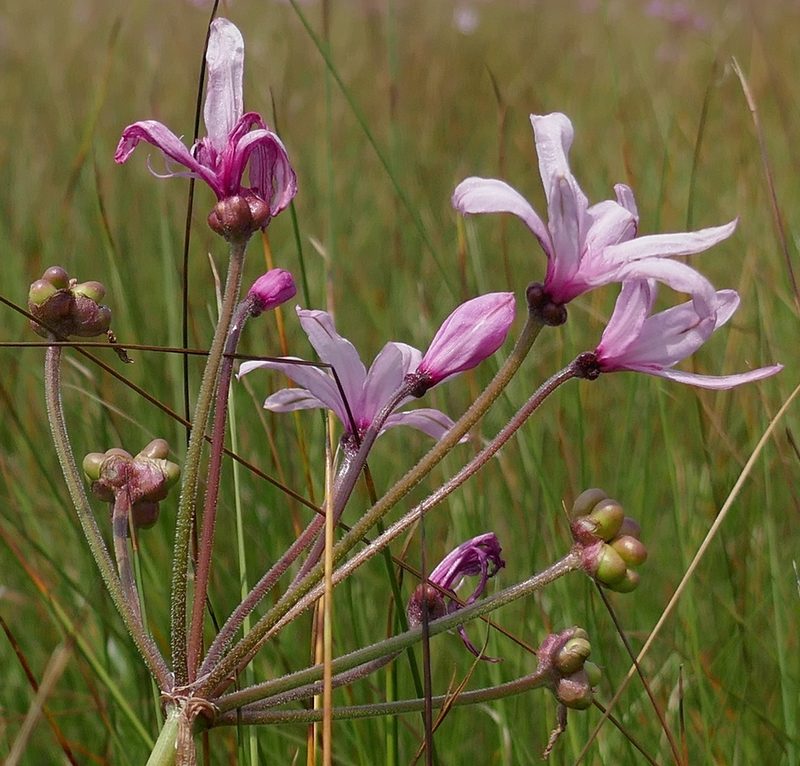Nerine platypetala, photographed by Suvarna Parbhoo Mohan