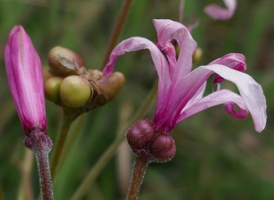 Nerine platypetala, photographed by Suvarna Parbhoo Mohan