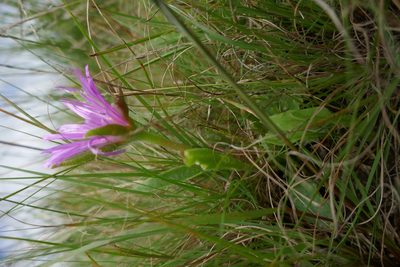 Delosperma sutherlandii, photographed by Suvarna Parbhoo Mohan