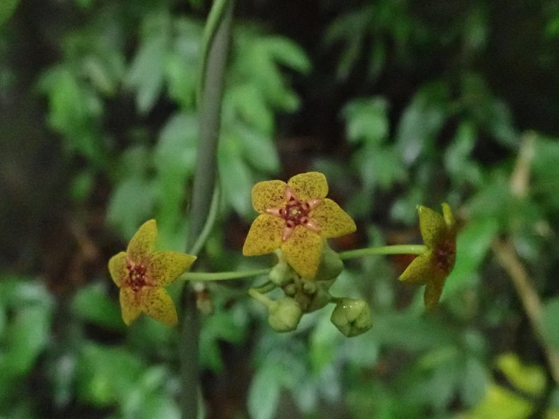 Heterostemma brownii, photographed by 黃美滿