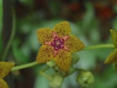 Heterostemma brownii, photographed by 黃美滿