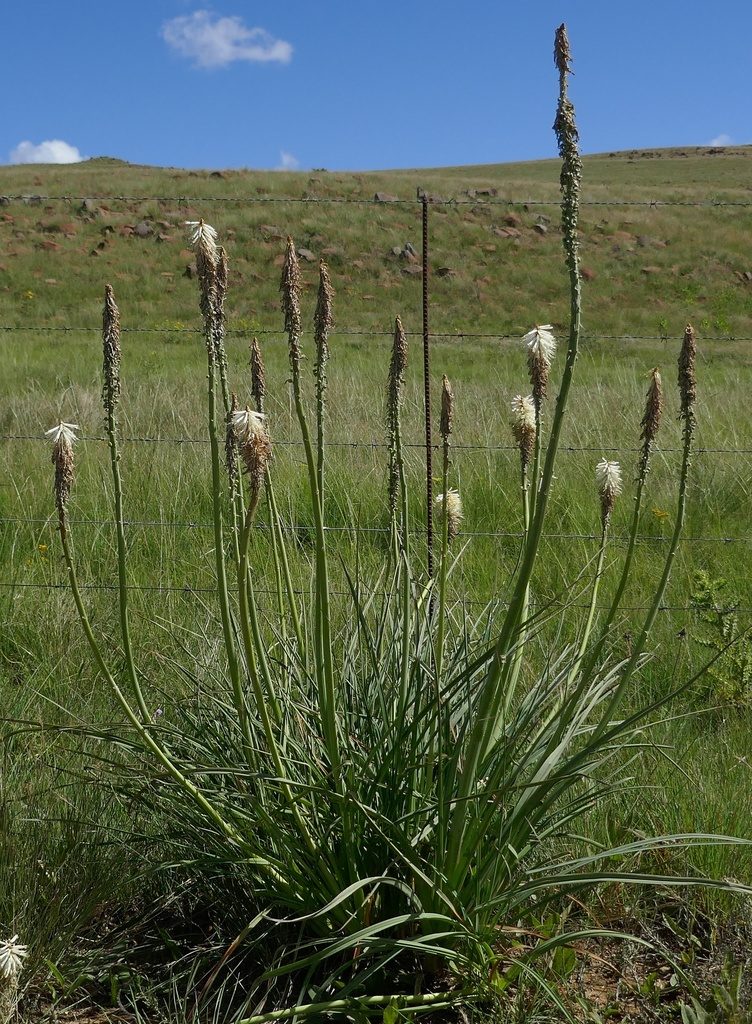 Kniphofia albescens, photographed by Suvarna Parbhoo Mohan