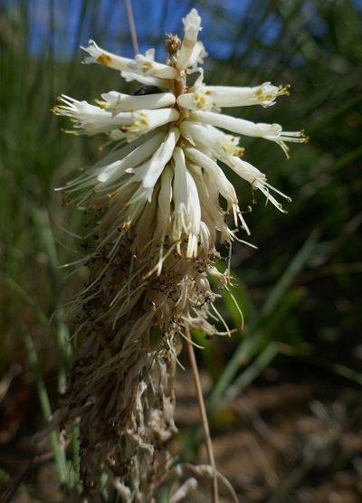 Kniphofia albescens, photographed by Suvarna Parbhoo Mohan