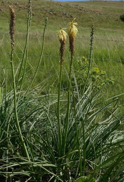 Kniphofia albescens, photographed by Suvarna Parbhoo Mohan