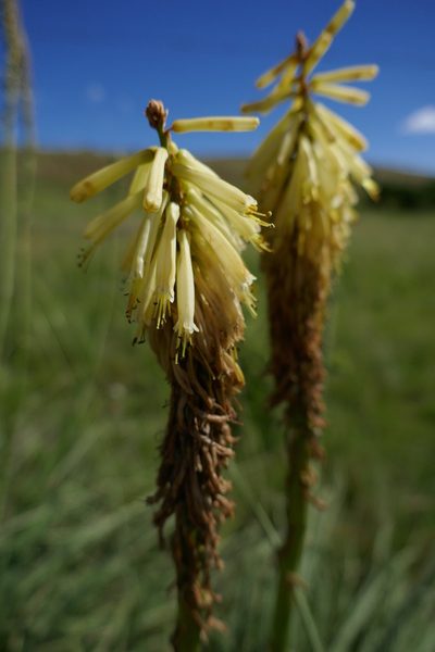 Kniphofia albescens, photographed by Suvarna Parbhoo Mohan