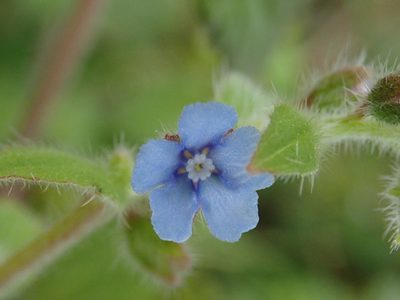 Thyrocarpus sampsonii, photographed by 黃美滿