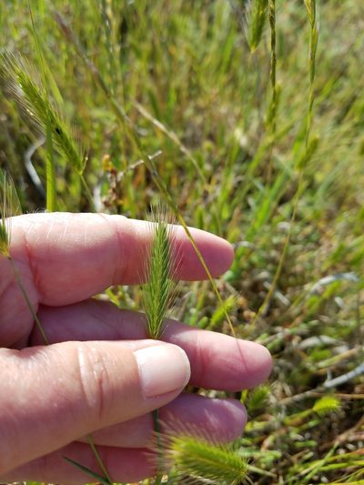 Hordeum depressum, photographed by D Defreese