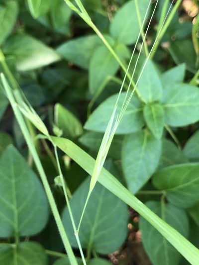 Bromus rigidus, photographed by Samantha Knight