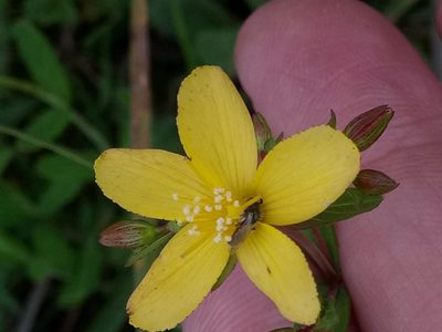 Hypericum australe, photographed by Karim Haddad