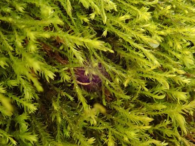 Anomodontella longifolia, photographed by Christian Berg
