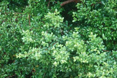 Myrcianthes fragrans, photographed by Claire Herzog