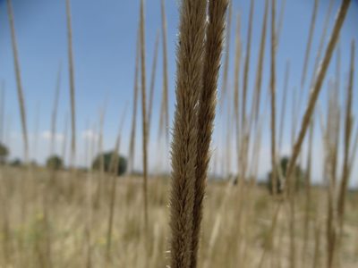 Muhlenbergia macroura, photographed by Juan Rafael Rodríguez Razgado
