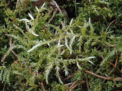 Cirriphyllum piliferum, photographed by Christian Berg