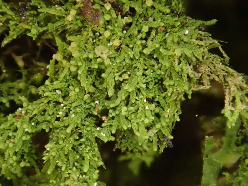 Cololejeunea rossettiana, photographed by Christian Berg