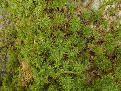 Eucladium verticillatum, photographed by Christian Berg